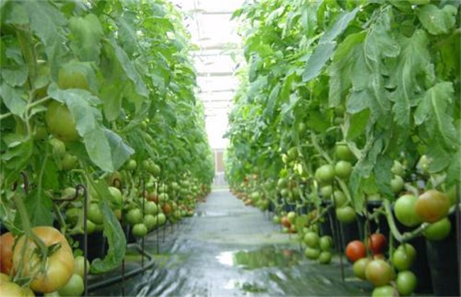大棚番茄春季浇水方法