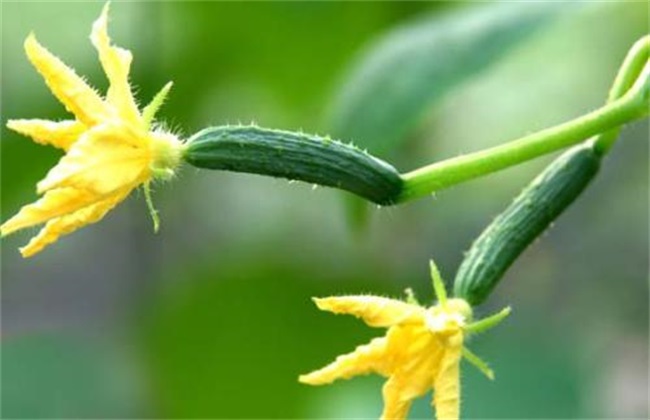 植物生长调节剂 使用方法