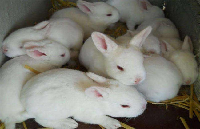 养兔胃肠炎的防治方法