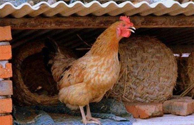 澳门威尼斯人平台官网_母鸡不产蛋原因及解决方法