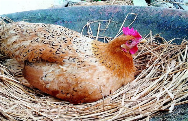 母鸡不产蛋原因及解决方法