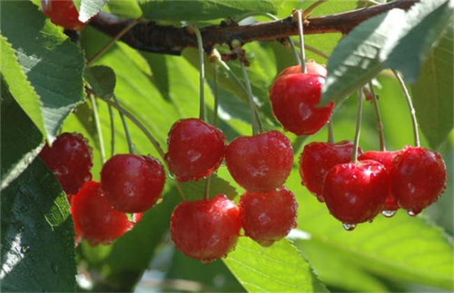 樱桃的生长环境及条件
