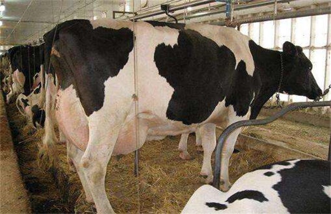 奶牛蹄部变形原因及防治方法