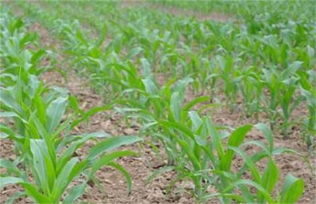 春玉米 种植时间 方法
