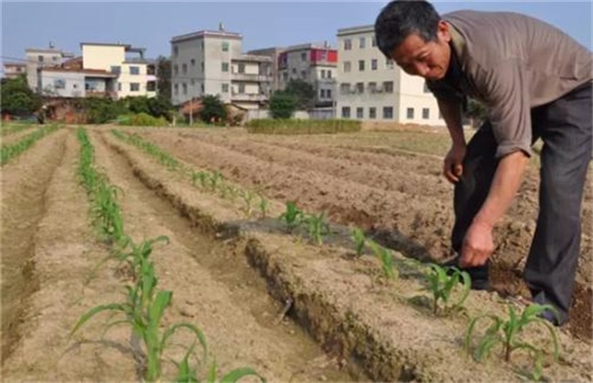 春玉米 施肥方法介绍
