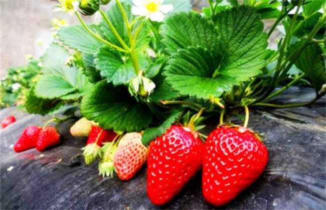 如何提高 草莓 甜度