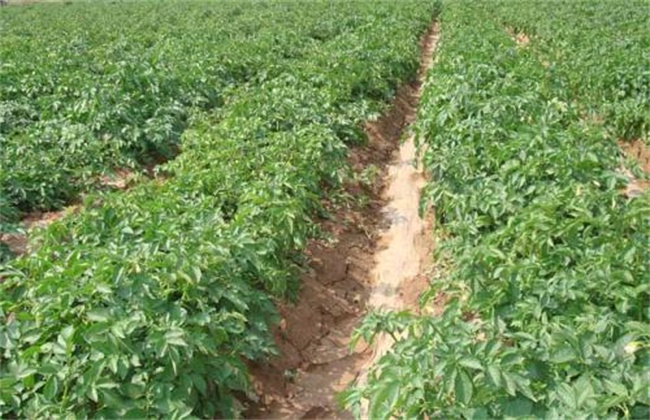春季种植土豆高产栽培技术