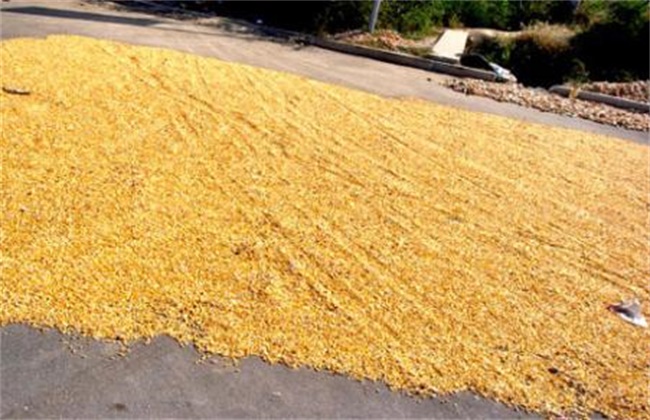 玉米播种前晒种技术