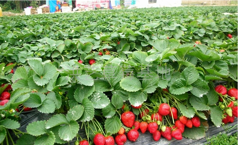 农民种植草莓的利润比种地大吗？