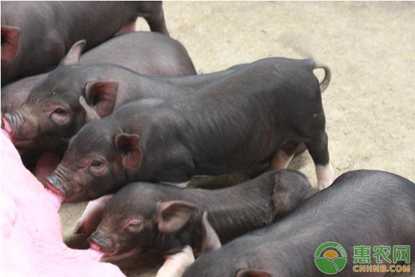 今年养殖生猪能贷款吗？贷款条件和流程是什么？