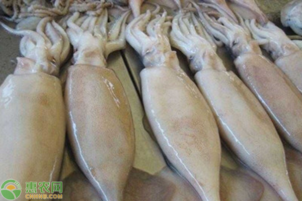 鱿鱼市场价格多少钱一斤,鱿鱼养殖前景怎样？（养殖技术）