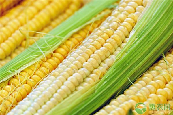 2020年玉米种植前景如何？