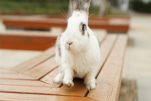 新冠肺炎危害下，兔子还能养吗？养兔子的优势有什么？