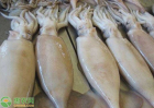 鱿鱼市场价格多少钱一斤,鱿鱼养殖前景怎样？（养殖技术）