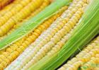 2020年玉米种植前景如何？