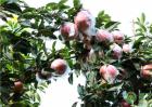 种植的苹果树干腐病有哪些症状、原因及防治方法如何？