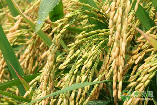 今年种植稻谷挣钱吗？附种植一亩稻谷的成本及利润分析