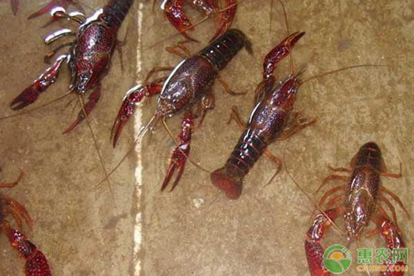 小龙虾的主要危害和用途都有什么？