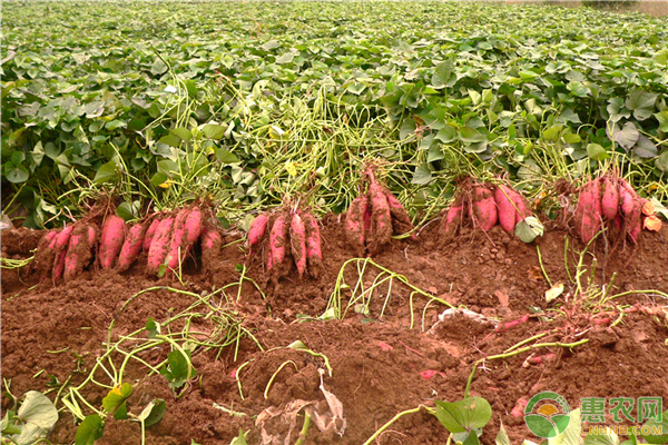 红薯的生长习性和环境规定
