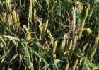 水稻出现早衰的原因及预防措施先容