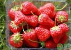 草莓种植如何才能提高糖分含量？这好多个层面要留意管理
