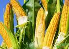 玉米种植怎样防治病虫害？玉米高产种植技术