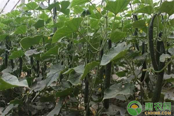 农户种植黄瓜出现“黄瓜烂龙头”的原因及防治方案