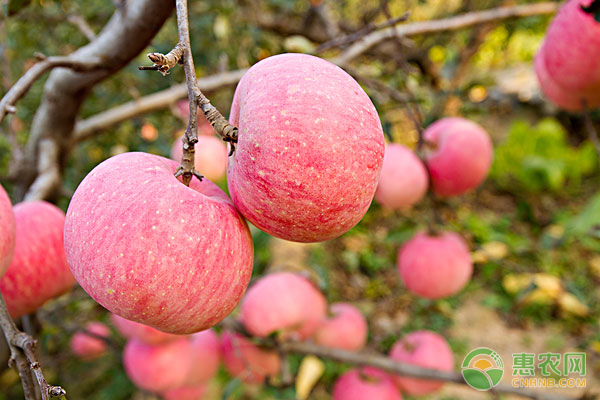 水果种植小课堂：苹果园怎样保持高产？