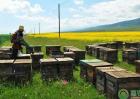 养殖蜜蜂的管理技术及要点