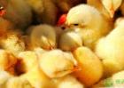 常见导致雏鸡死亡率高的六大原因