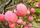 水果种植小课堂：苹果园怎样保持高产？