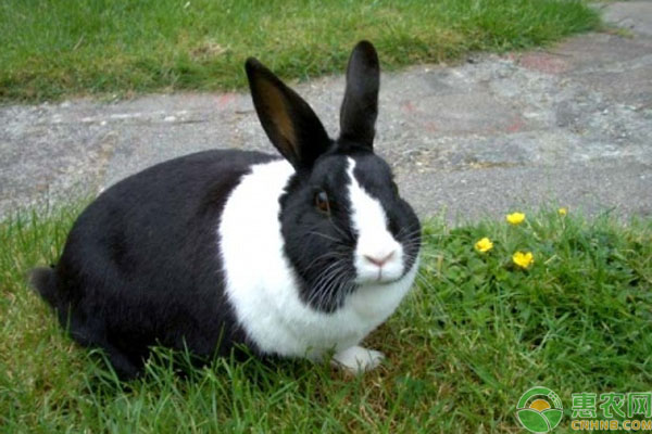 饲养荷兰兔可以卖多少钱一只？怎么养？