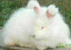 安哥拉长毛兔养殖有什么困难，多少钱一只？
