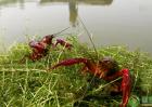 养殖小龙虾普遍水草品种