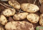 适合中国南方种植的土豆品种有哪些？