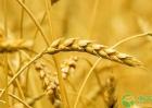 小麦最新价格多少钱一斤？今年中后期小麦价格走势预测