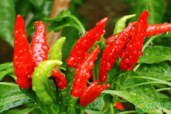 辣椒可跟什么农作物混种？