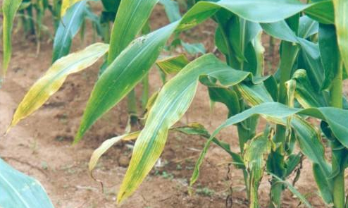 农作物玉米缺肥症状及矫正技术