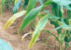 农作物玉米缺肥症状及矫正技术