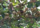 澳门威尼斯人官方网站_今年猕猴桃价格多少钱一斤？猕猴桃种植前景分析