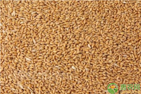 小麦最新价格多少钱一斤？2020年后期小麦价格走势预测