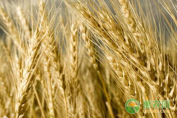 小麦最新价格多少钱一斤？附行情走势及价格预测分析