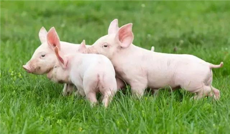 4000万猪农因不懂“扶正却邪”，猪场问题频发，你懂吗？
