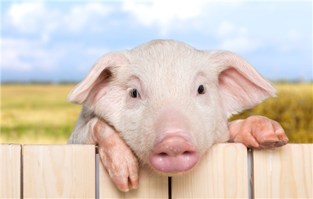 养猪场合理规划设计、及养猪场内部细节问题详解