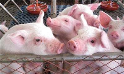 猪的繁殖周期，猪一年繁殖几次？