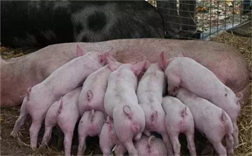 母猪进产房49天的管理方案，真的很有用！