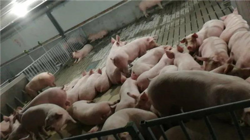 母猪产仔过程的监控操作规程有哪些？