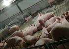 母猪产仔过程的监控操作规程有哪些？
