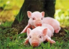 保育猪早期护理的饲料营养，你都清楚吗？