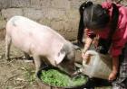 【智能饲喂系列连载】开篇：养猪不容易 喂猪有高招